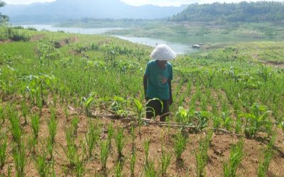 PETANI SURUDAN: BEKERJA SAAT KEMARAU