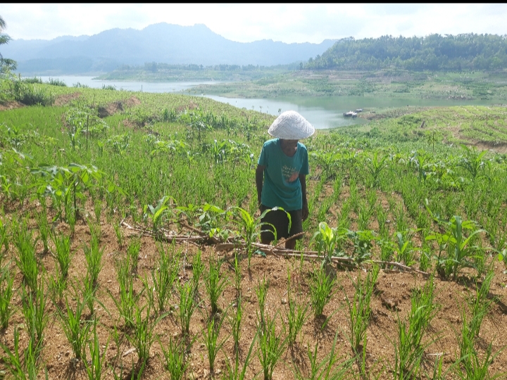 PETANI SURUDAN: BEKERJA SAAT KEMARAU